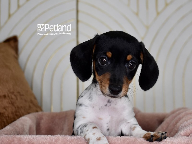 Dachshund - 975 Image #1