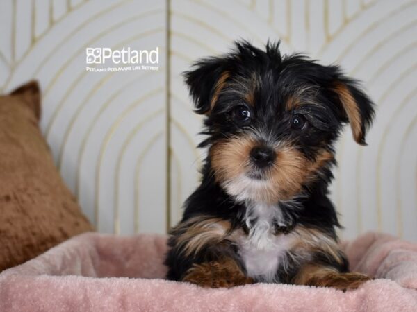 [#973] Black & Tan Female Yorkshire Terrier Puppies For Sale