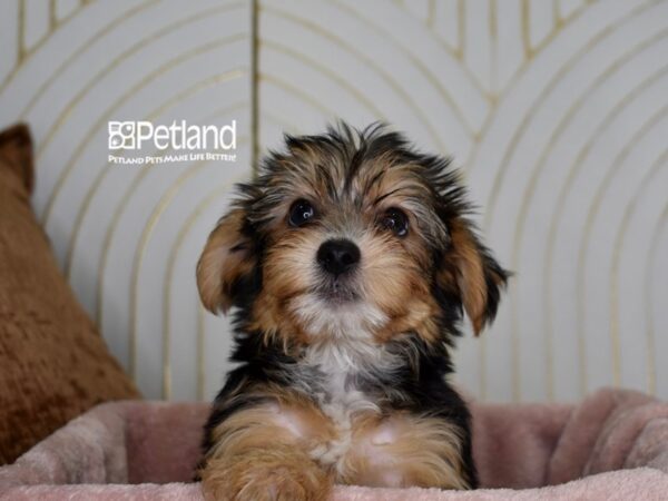 Yorkshire Terrier-Dog-Male-Black & Tan-972-Petland Independence & Lee's Summit, MO