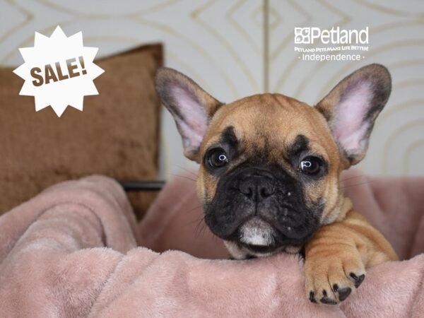 French Bulldog-Dog-Male-Fawn-5753-Petland Independence & Lee's Summit, MO