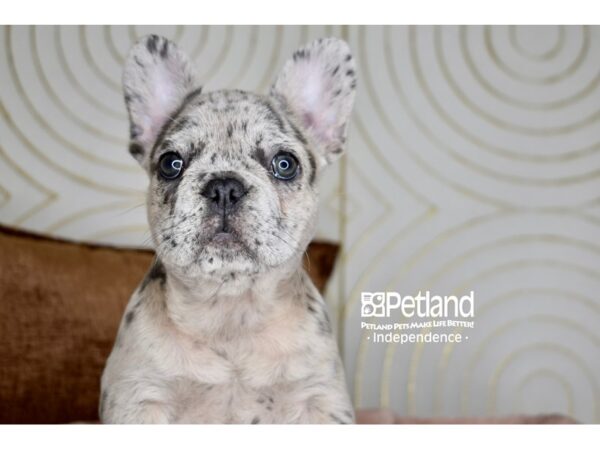 French Bulldog-Dog-Female-Blue Merle, Fluffy Carrier-5887-Petland Independence & Lee's Summit, MO