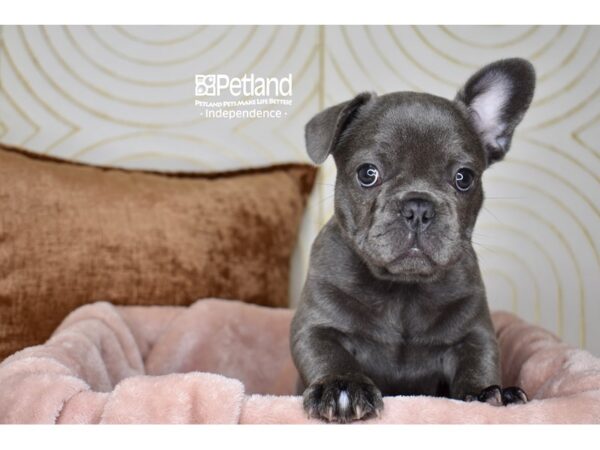 French Bulldog Dog Female Blue, Fluffy Carrier 5886 Petland Independence, Missouri