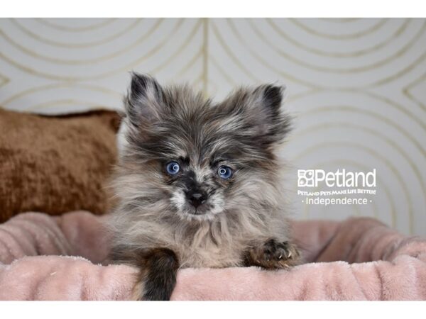 Pomeranian Dog Male Blue Merle 5883 Petland Independence, Missouri