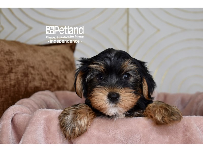 Yorkshire Terrier - 5878 Image #1