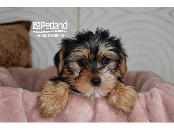 [#5877] Black & Tan Male Yorkshire Terrier Puppies For Sale
