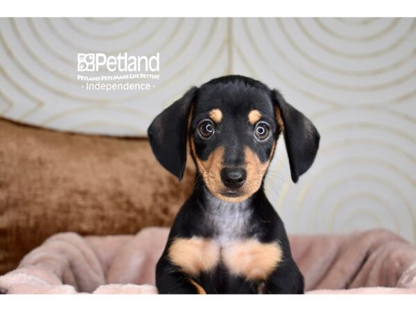 [#5882] Black & Tan Male Dachshund Puppies For Sale