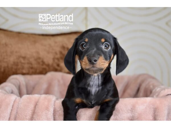 [#5881] Black & Tan Female Dachshund Puppies For Sale
