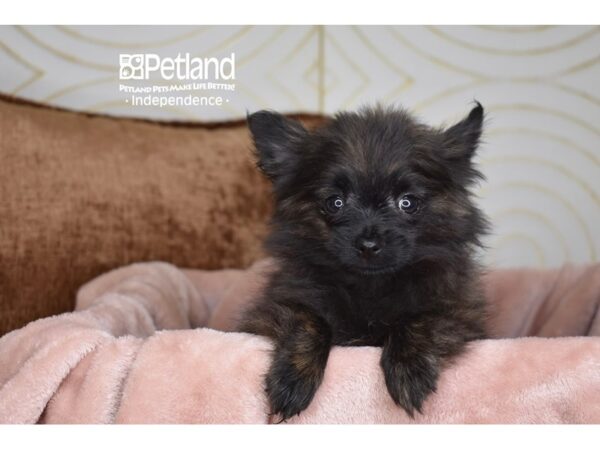 [#5885] Black Female Pomeranian Puppies For Sale