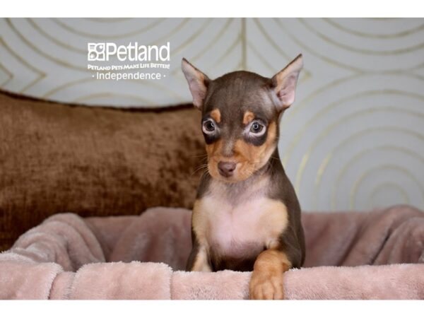 Miniature Pinscher-Dog-Female-Chocolate & Tan-5880-Petland Independence & Lee's Summit, MO