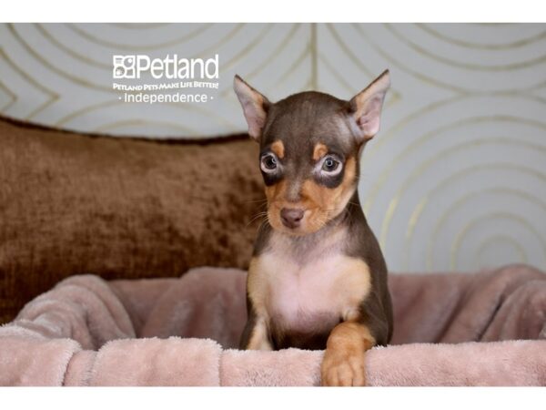 Miniature Pinscher Dog Female Chocolate & Tan 5880 Petland Independence, Missouri