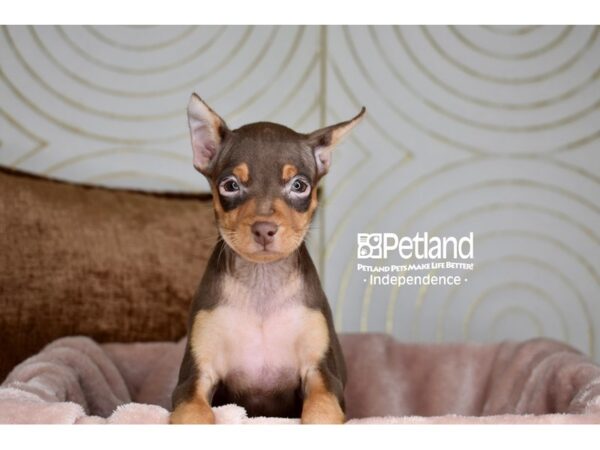 Miniature Pinscher-Dog-Female-Chocolate & Tan-5879-Petland Independence & Lee's Summit, MO