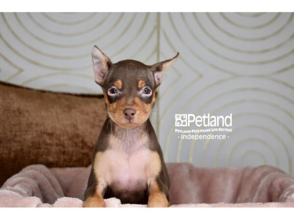 Miniature Pinscher-Dog-Female-Chocolate & Tan-5879-Petland Independence, Missouri