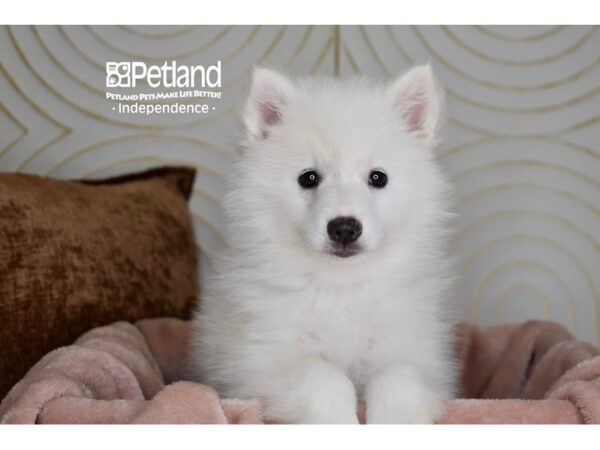 American Eskimo-Dog-Female-White-5876-Petland Independence, Missouri