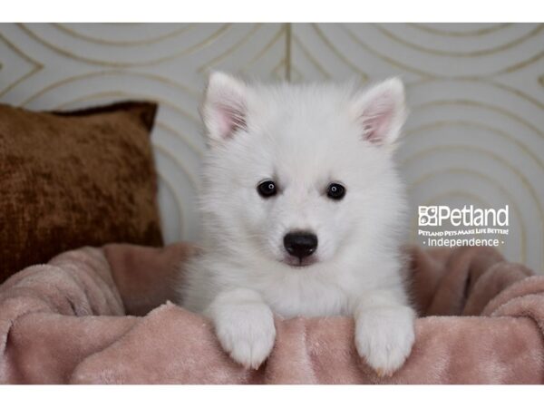 [#5875] White Male American Eskimo Puppies For Sale