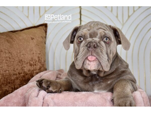 [#5917] Lilac Female English Bulldog Puppies For Sale