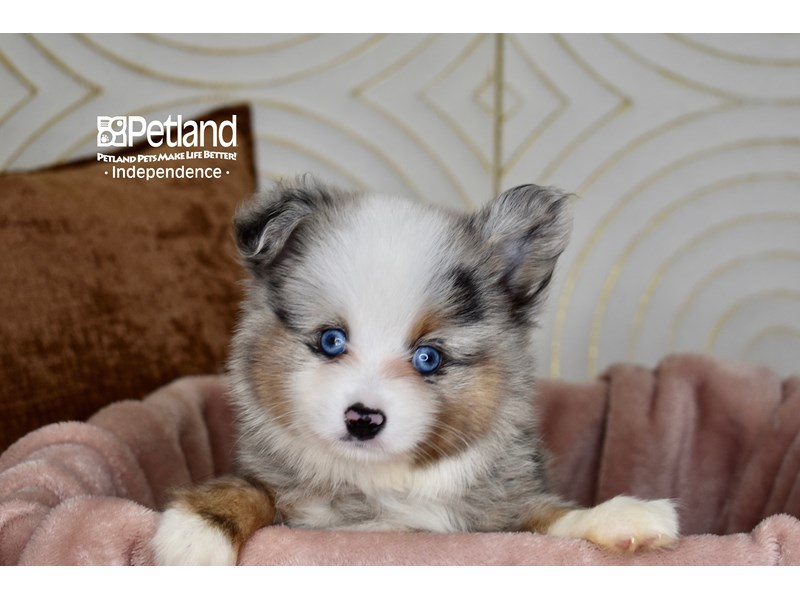 Toy Australian Shepherd - 5892 Image #1