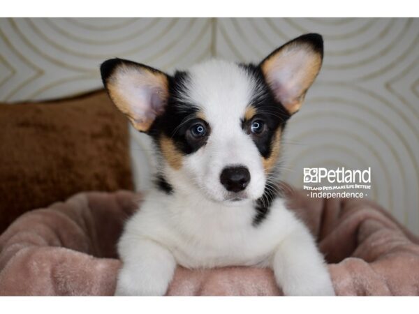 [#5891] Black, Tan, & White Female Pembroke Welsh Corgi Puppies For Sale
