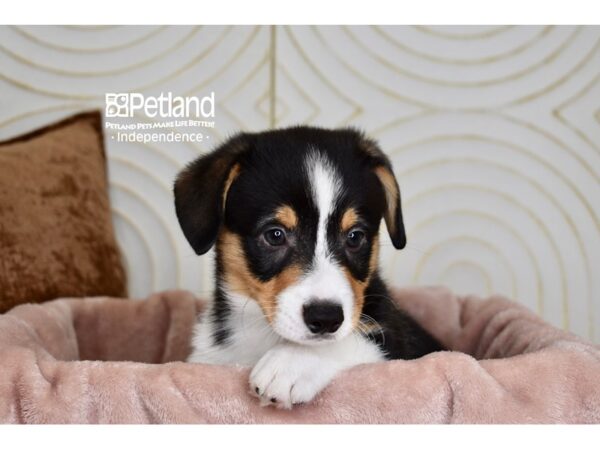 [#5890] Black, Tan, & White Male Pembroke Welsh Corgi Puppies For Sale