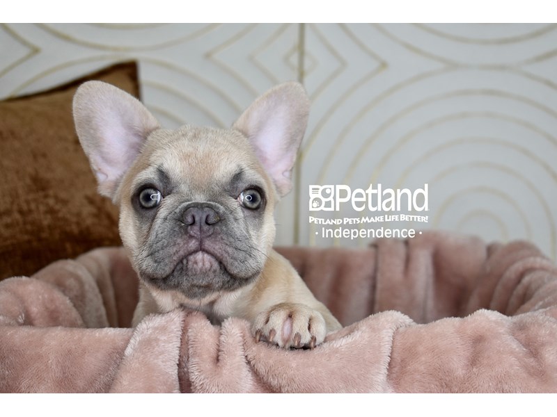 French Bulldog - 5888 Image #1