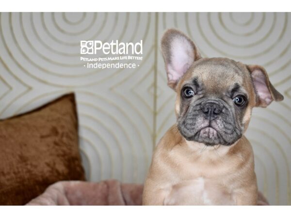 [#5889] Blue Fawn Male French Bulldog Puppies For Sale