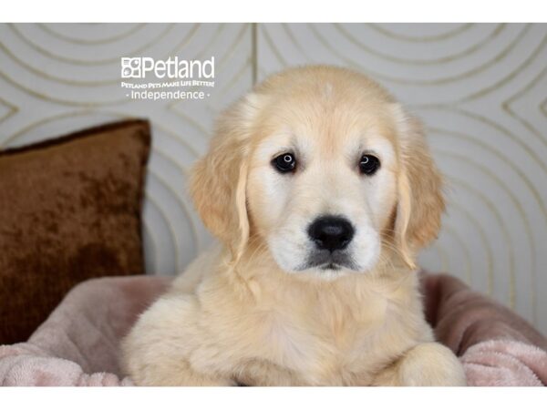 [#5903] Light Golden Female Golden Retriever Puppies For Sale