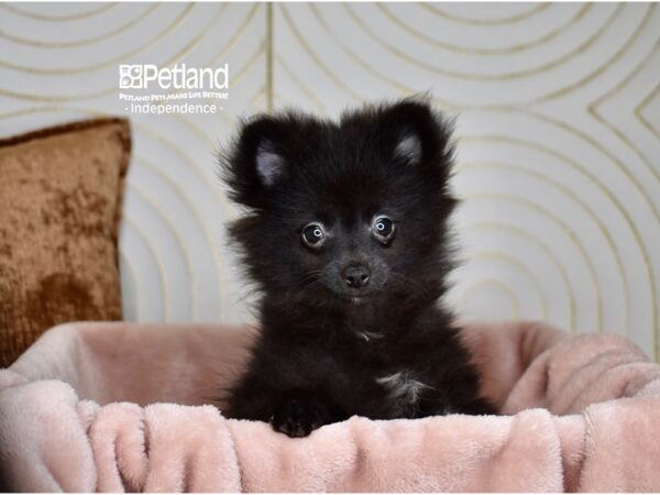 [#5895] Black Female Pomeranian Puppies For Sale