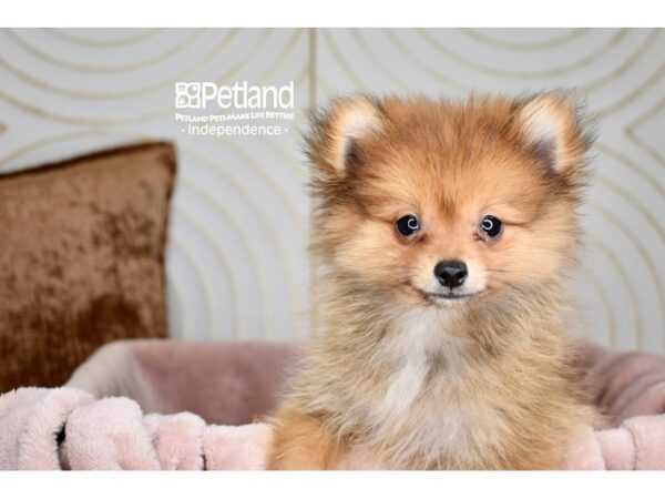 [#5894] Brown Sable Male Pomeranian Puppies For Sale