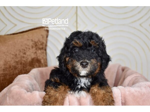 [#5902] Black & Tan Female Miniature Bernedoodle 2nd Gen Puppies For Sale