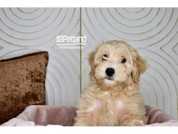 [#5896] Cream Female Miniature Goldendoodle 2nd Gen Puppies For Sale