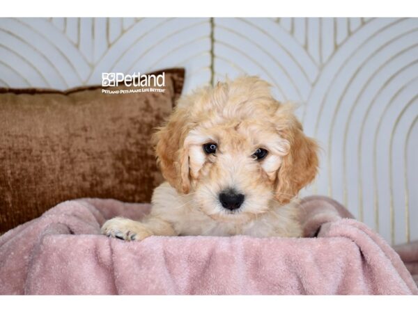 [#986] Golden Male Miniature Goldendoodle 2nd Gen Puppies For Sale
