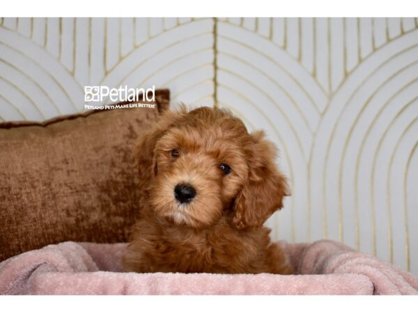 [#985] Golden Male Miniature Goldendoodle 2nd Gen Puppies For Sale