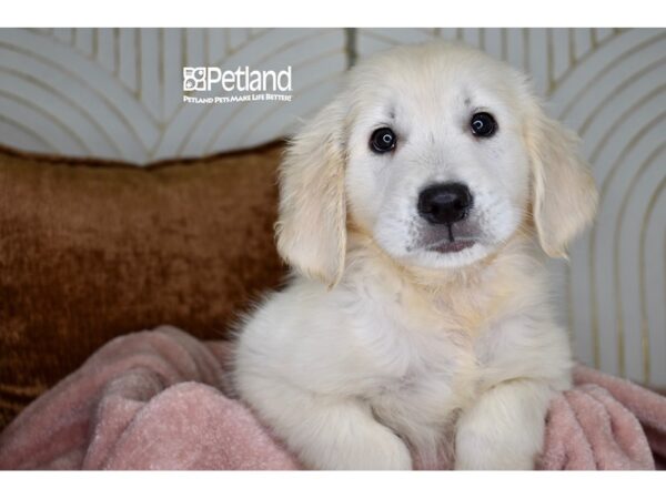 [#984] Light Golden Male Golden Retriever Puppies For Sale