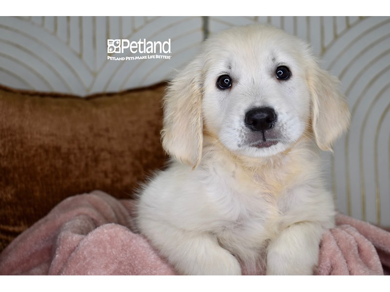 Golden Retriever - 984 Image #1