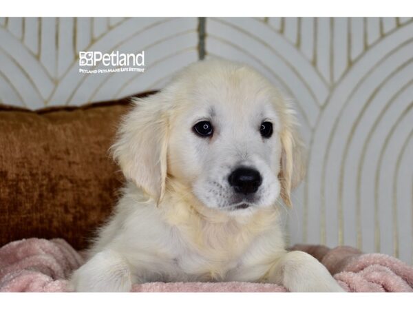 [#983] Light Golden Female Golden Retriever Puppies For Sale