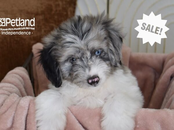 [#5811] Blue Merle Parti Male Miniature Aussiedoodle Puppies For Sale