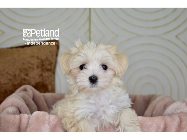 [#5907] Cream Female Maltipoo Puppies For Sale