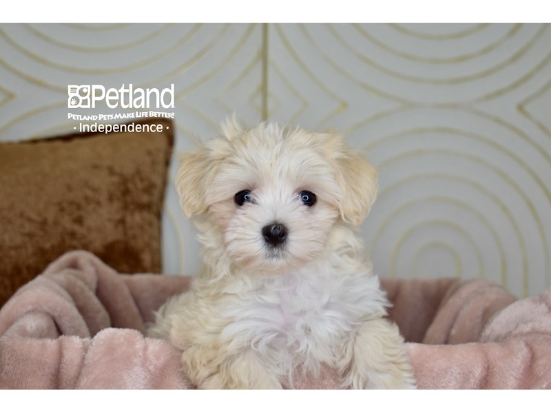 Maltipoo - 5907 Image #1