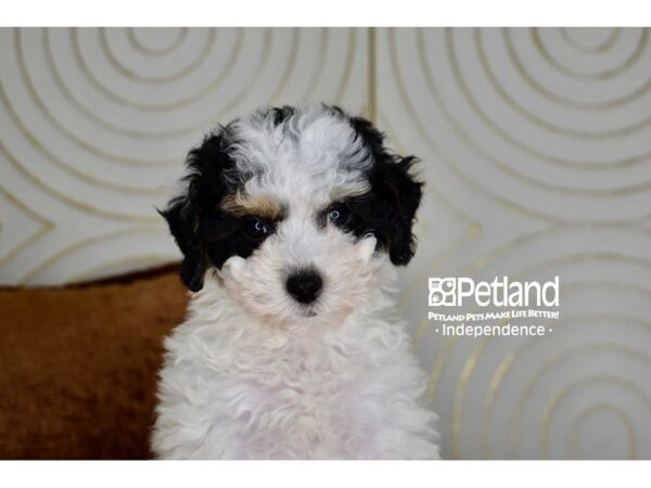 [#5905] Black, White & Tan Male Bichon Poo Puppies For Sale