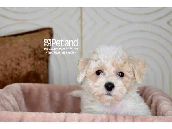 [#5904] Apricot & White Male Bichon Poo Puppies For Sale