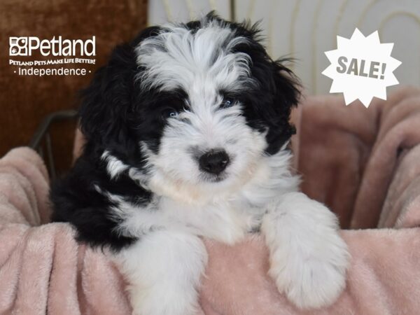 [#5812] Black & White Female Miniature Aussiedoodle Puppies For Sale