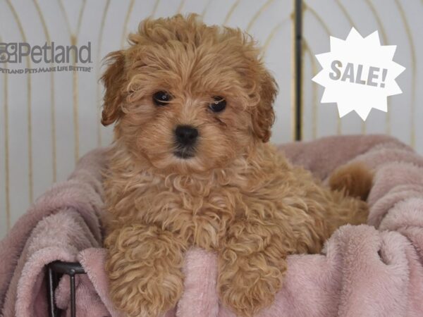 [#921] Apricot Female Pekeapoo Puppies For Sale