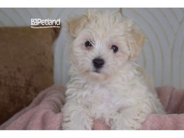 [#990] Cream Male Maltipoo Puppies For Sale