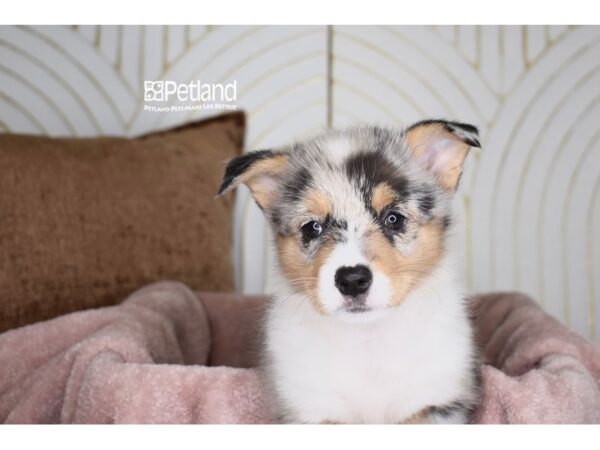 [#993] Blue Merle Female Pembroke Welsh Corgi Puppies For Sale