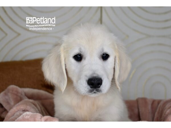 [#5912] Light Golden Female Golden Retriever Puppies For Sale