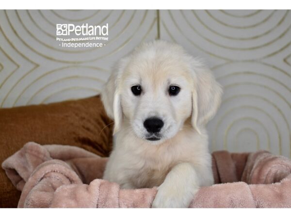 [#5911] Light Golden Female Golden Retriever Puppies For Sale