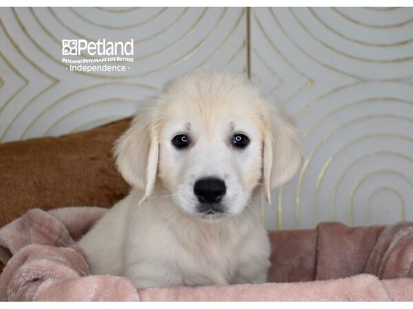 [#5910] Light Golden Female Golden Retriever Puppies For Sale