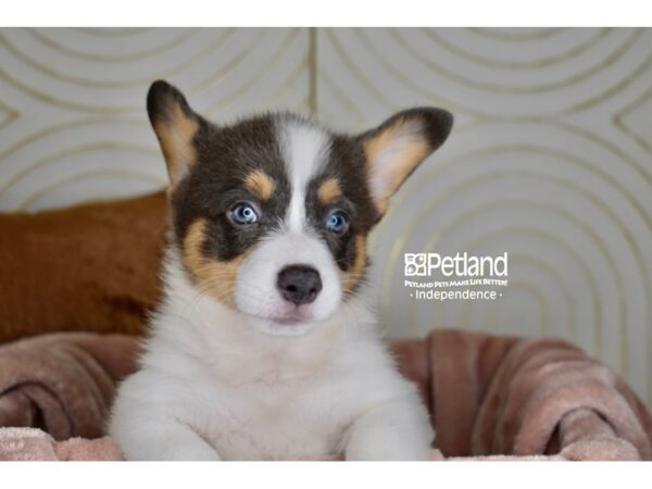 [#5909] Blue, Tan, & White Male Pembroke Welsh Corgi Puppies For Sale