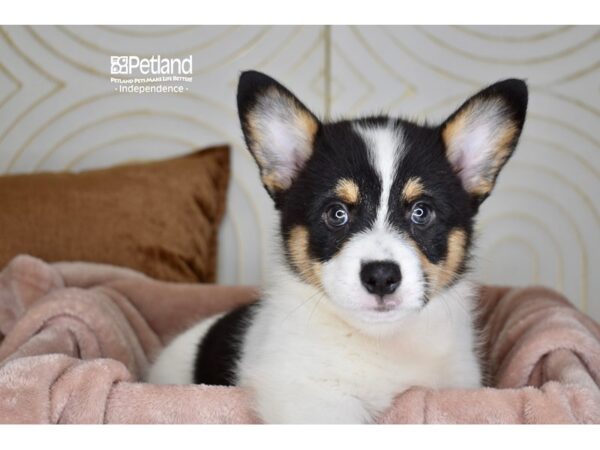 [#5908] Black, Tan, & White Male Pembroke Welsh Corgi Puppies For Sale