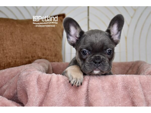 [#5916] Blue & Tan Female French Bulldog Puppies For Sale