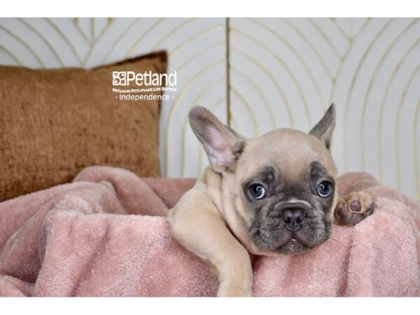 [#5914] Blue Fawn Male French Bulldog Puppies For Sale